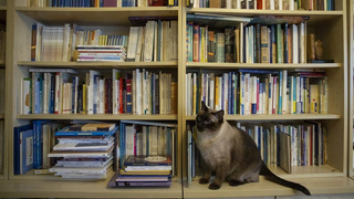 Welcome to the purr-perplexing literary world of cat mysteries